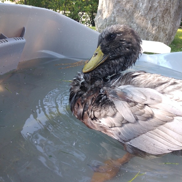 Meet your Posher, Imane - Picture 1 of 1